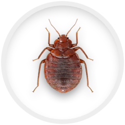pest control against bed bugs