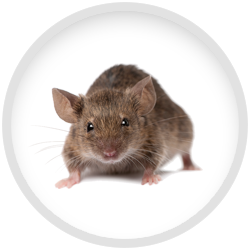 3 Benefits of Pest Control Against Rats In NYC